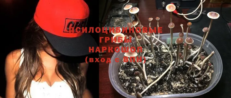 это телеграм  Алдан  Псилоцибиновые грибы Cubensis 
